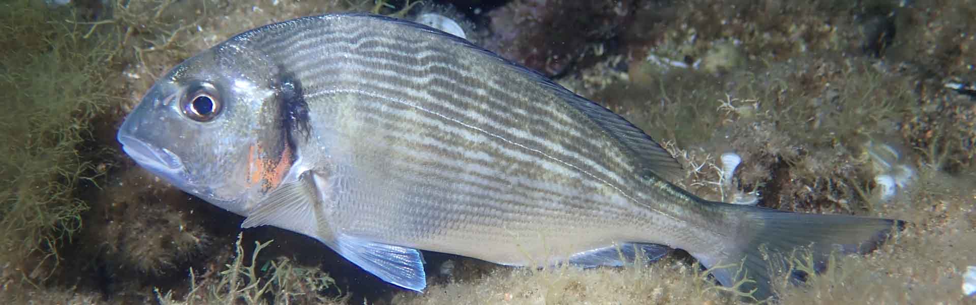 Emperorfish